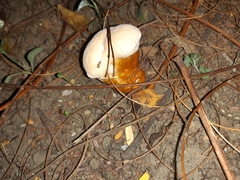 Ganoderma polychromum