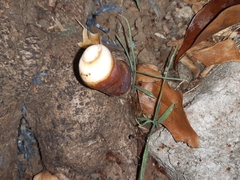 Ganoderma polychromum