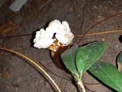 Ganoderma polychromum