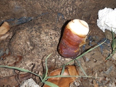 Ganoderma polychromum