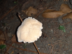 Ganoderma polychromum