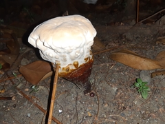 Ganoderma polychromum