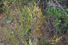 Passerina rubra