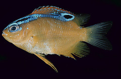 Sombre Damselfish photo 5