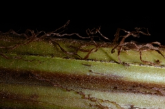 Pleocnemia irregularis