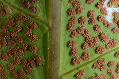 Pleocnemia irregularis