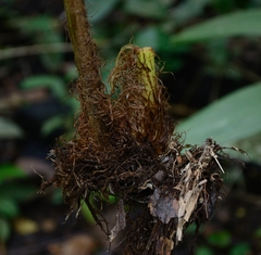 Pleocnemia irregularis