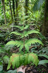 Pleocnemia irregularis