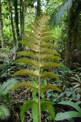 Pleocnemia irregularis