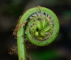 Pleocnemia irregularis