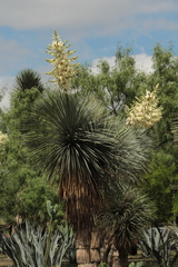 Yucca filifera