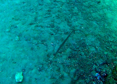 Fistularia commersonii