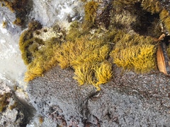 Ahnfeltiopsis concinna