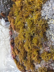 Ahnfeltiopsis concinna