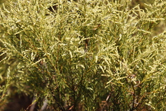 Brunia africana