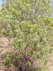 Baccharis dracunculifolia