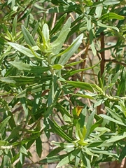 Baccharis dracunculifolia