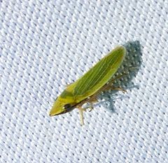 Draeculacephala balli