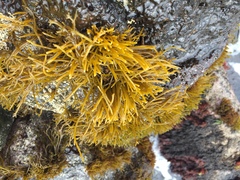 Ahnfeltiopsis concinna