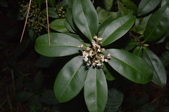 Ardisia escallonioides image