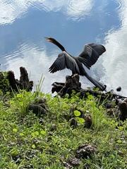 Anhinga anhinga