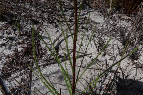 Image of Senecio umbellatus by (c) Diana Studer, some rights reserved (CC BY)
