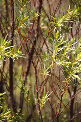 Empleurum unicapsulare