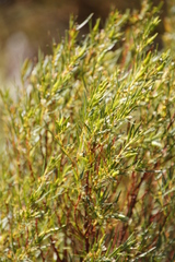 Empleurum unicapsulare