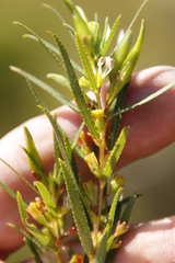 Empleurum unicapsulare
