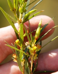 Empleurum unicapsulare