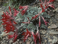 Astragalus coccineus