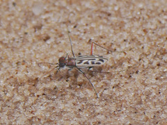 Habrodera nitidula