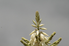 Yucca filifera