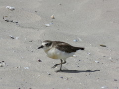 Charadrius obscurus