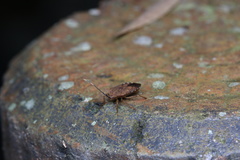 Urostylididae