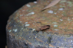 Urostylididae