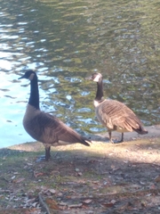 Branta canadensis