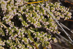 Erica hispidula