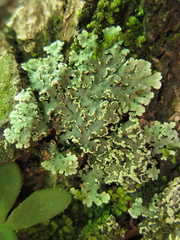 Heterodermia albicans