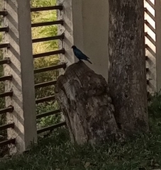 Lamprotornis purpuroptera