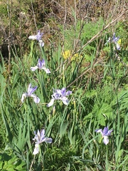 Iris longipetala