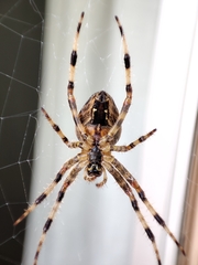 Jadeback Spider Species in Avendora