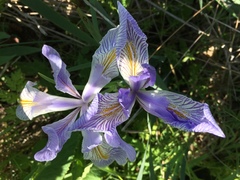 Iris longipetala