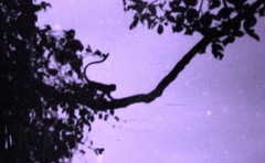 Cercopithecus campbelli