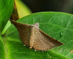 Banisia