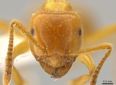 Lasius coloradensis