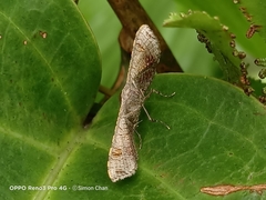 Banisia