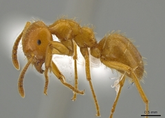 Lasius coloradensis