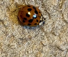 Harmonia axyridis