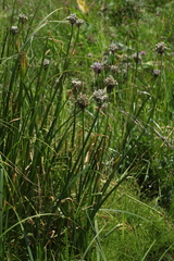 Allium ledebourianum